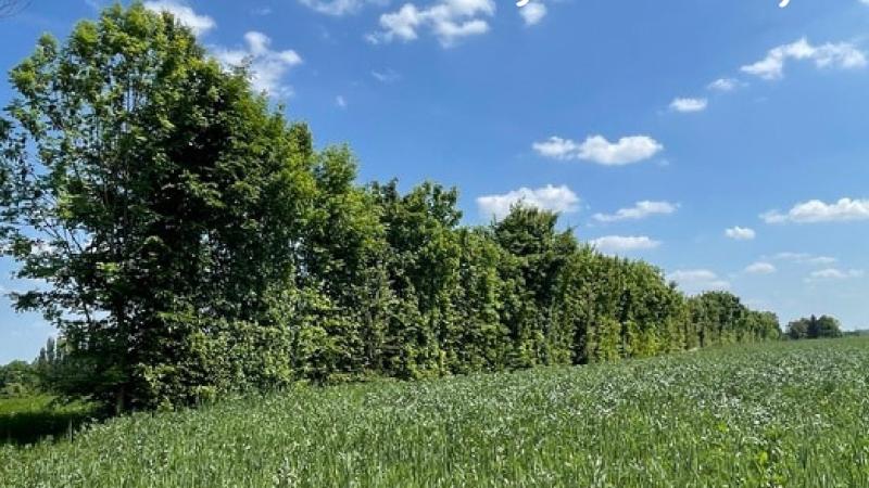 Une aide pour la plantation de haies sur le Pays de Pouzauges