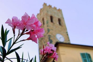 flower-1514089_1920_resultat
