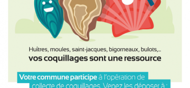 Collecte des coquillages du 1er décembre au 31 janvier 2023